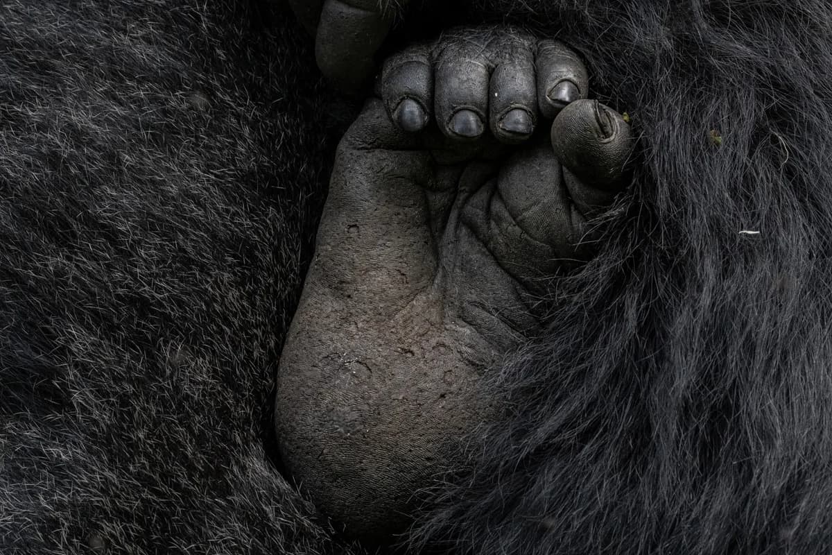 Bergsgorilla i Uganda