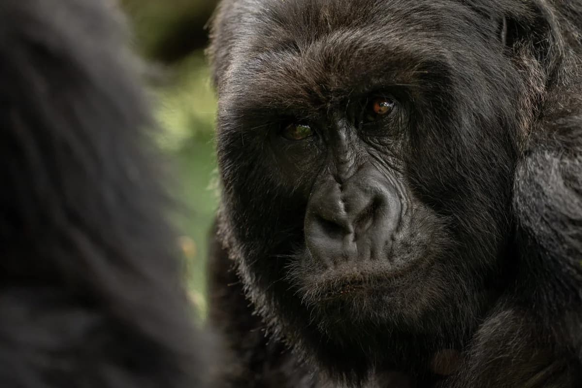 Bergsgorilla i Uganda