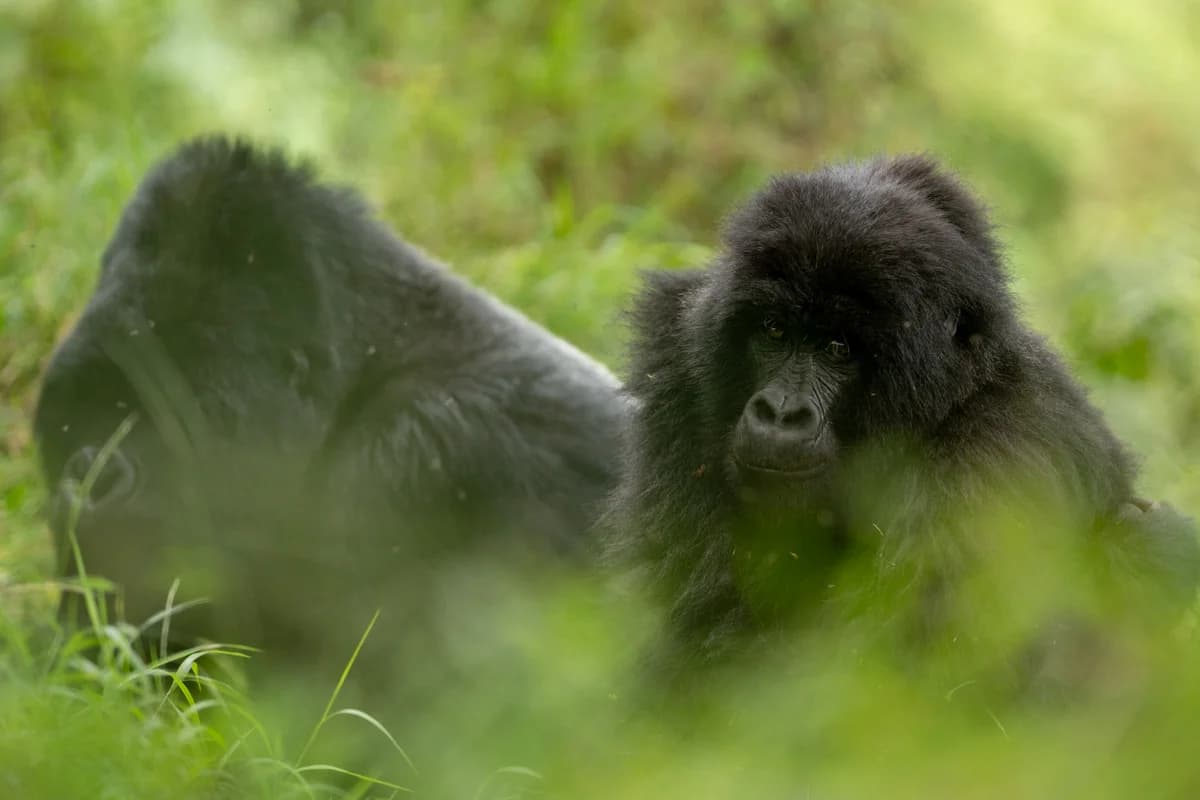 Bergsgorilla i Uganda