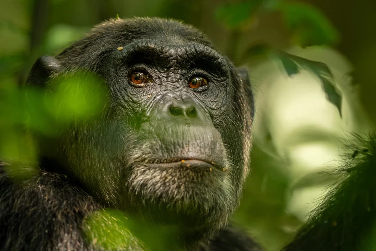 Schimpans i Uganda