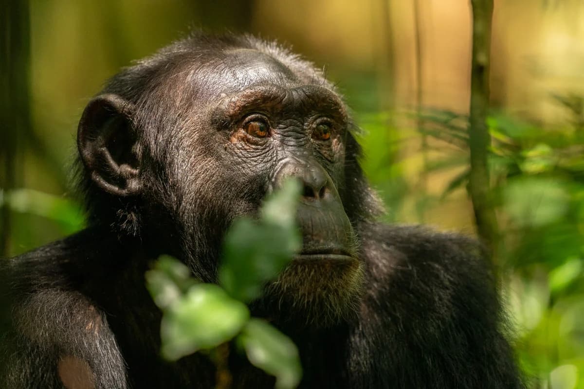 Schimpans i Uganda