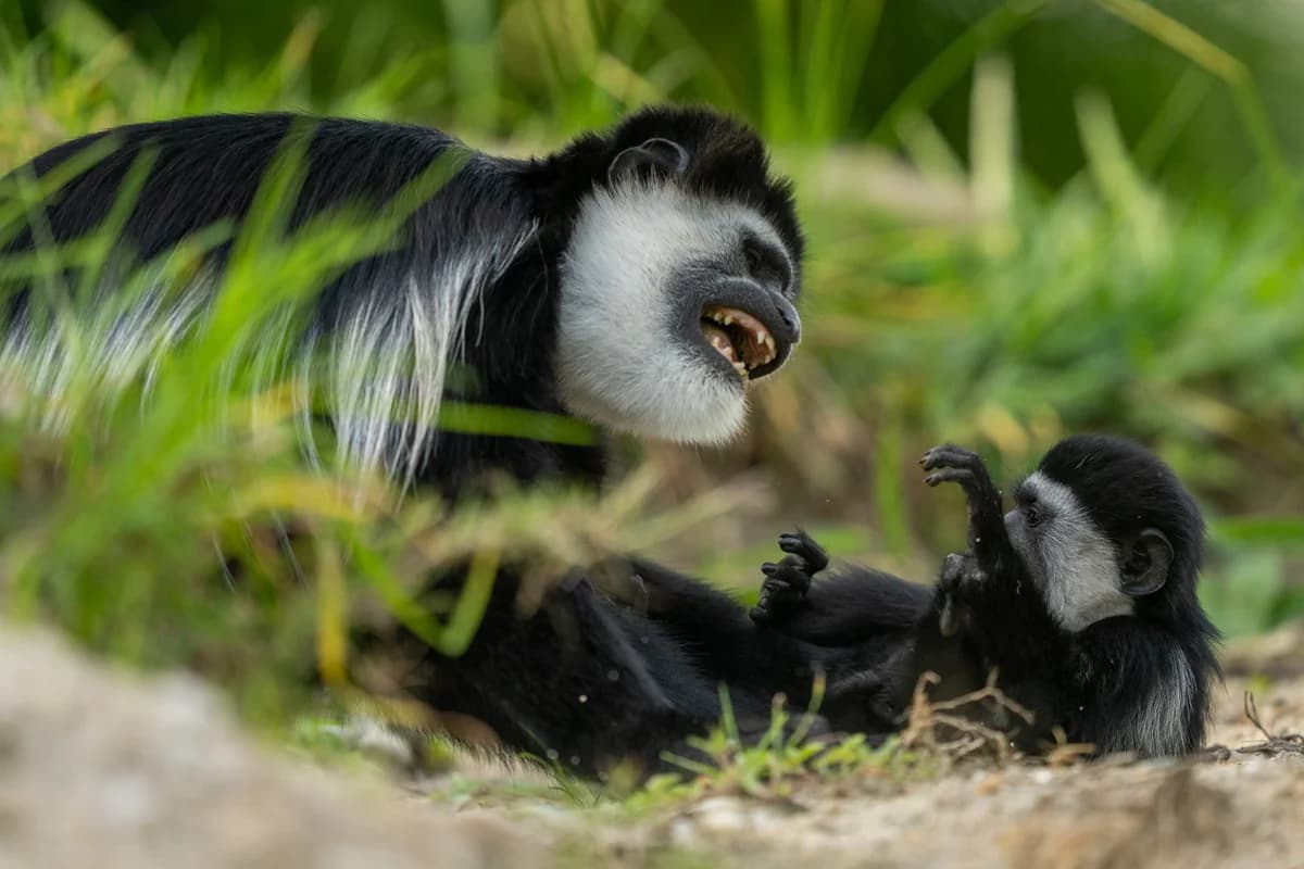 Svartvit guereza med unge i Uganda