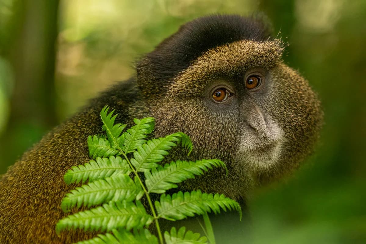 Primat i Uganda