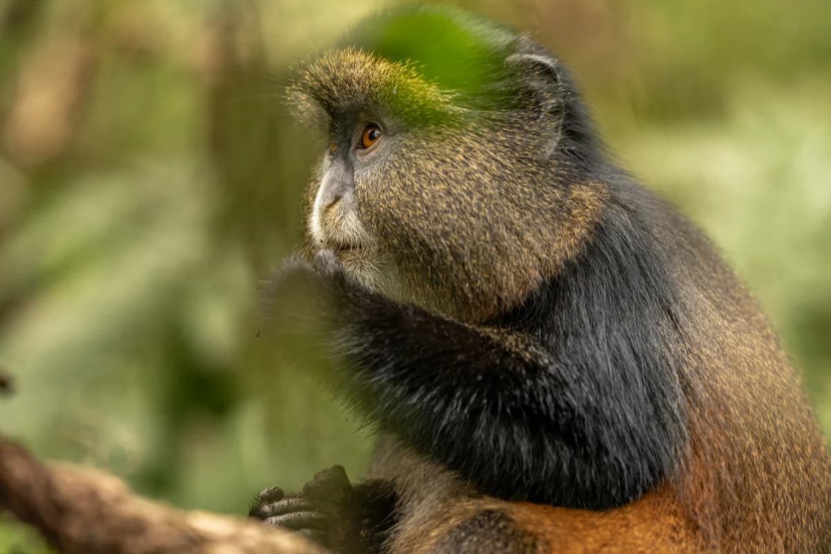 Primat i Uganda