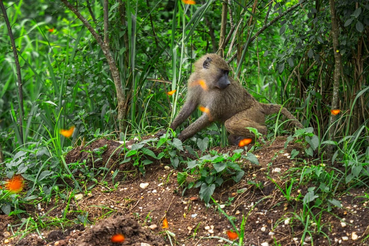 Primat i Uganda