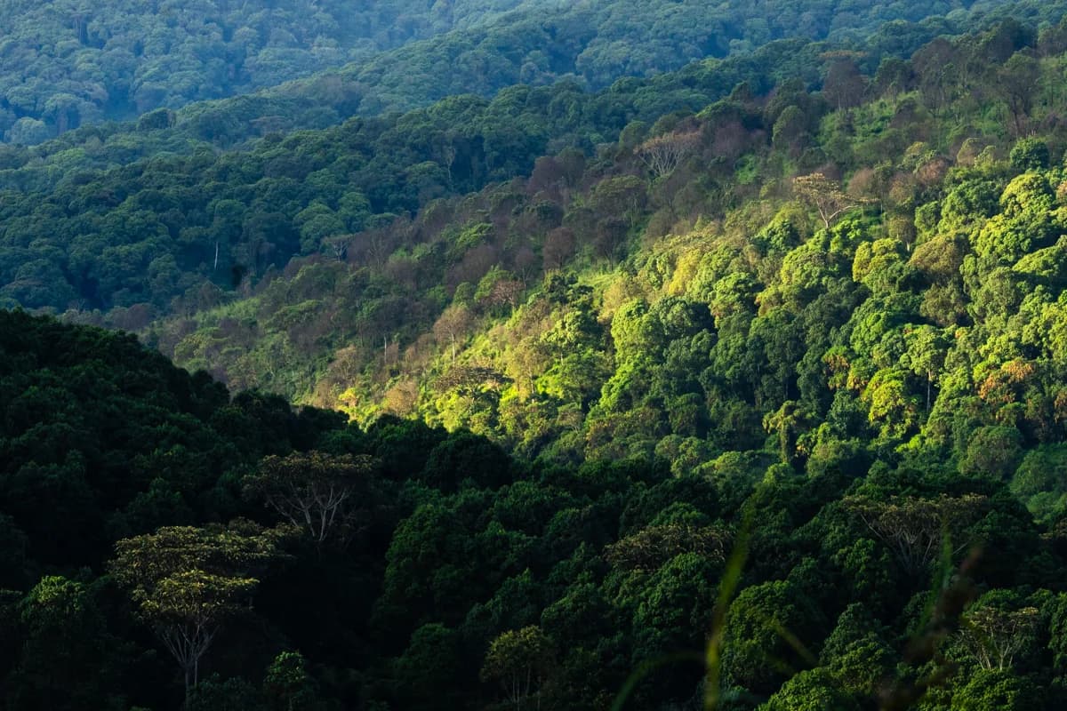 Solbelyst regnskog på bergssluttning i Uganda