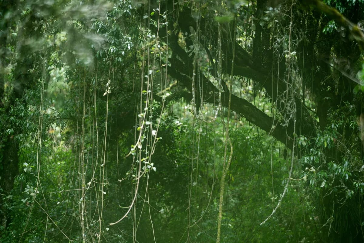 Orörd regnskog med flod och lianer, Uganda