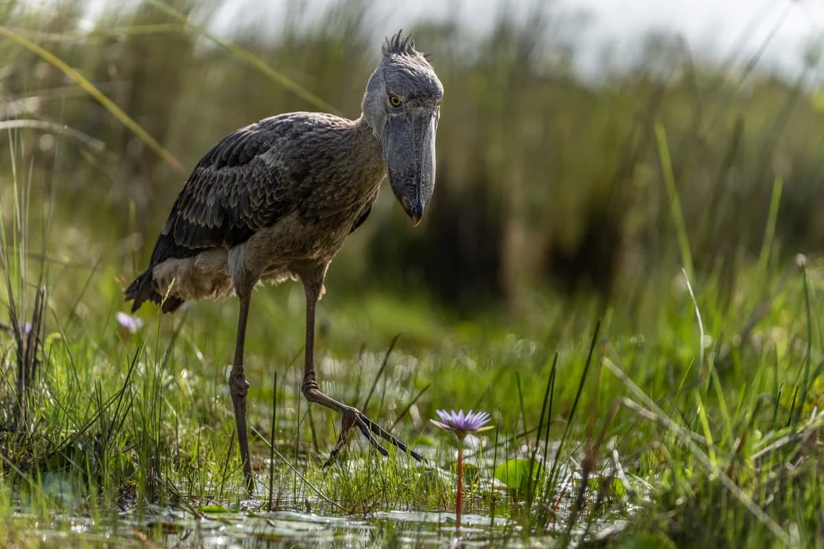 Träskonäbb tittar rakt mot kameran i Mabamba Swamp
