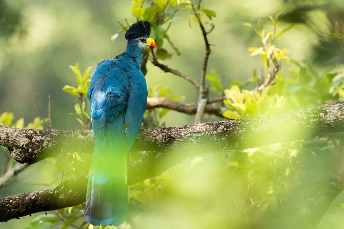 Jätteturako på gren i regnskog, Uganda