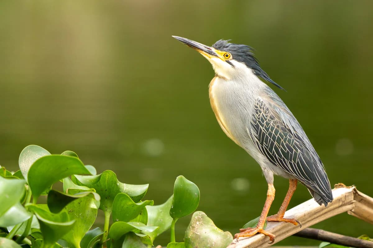 Träskonäbb dricker vatten i träskmark, Mabamba Swamp