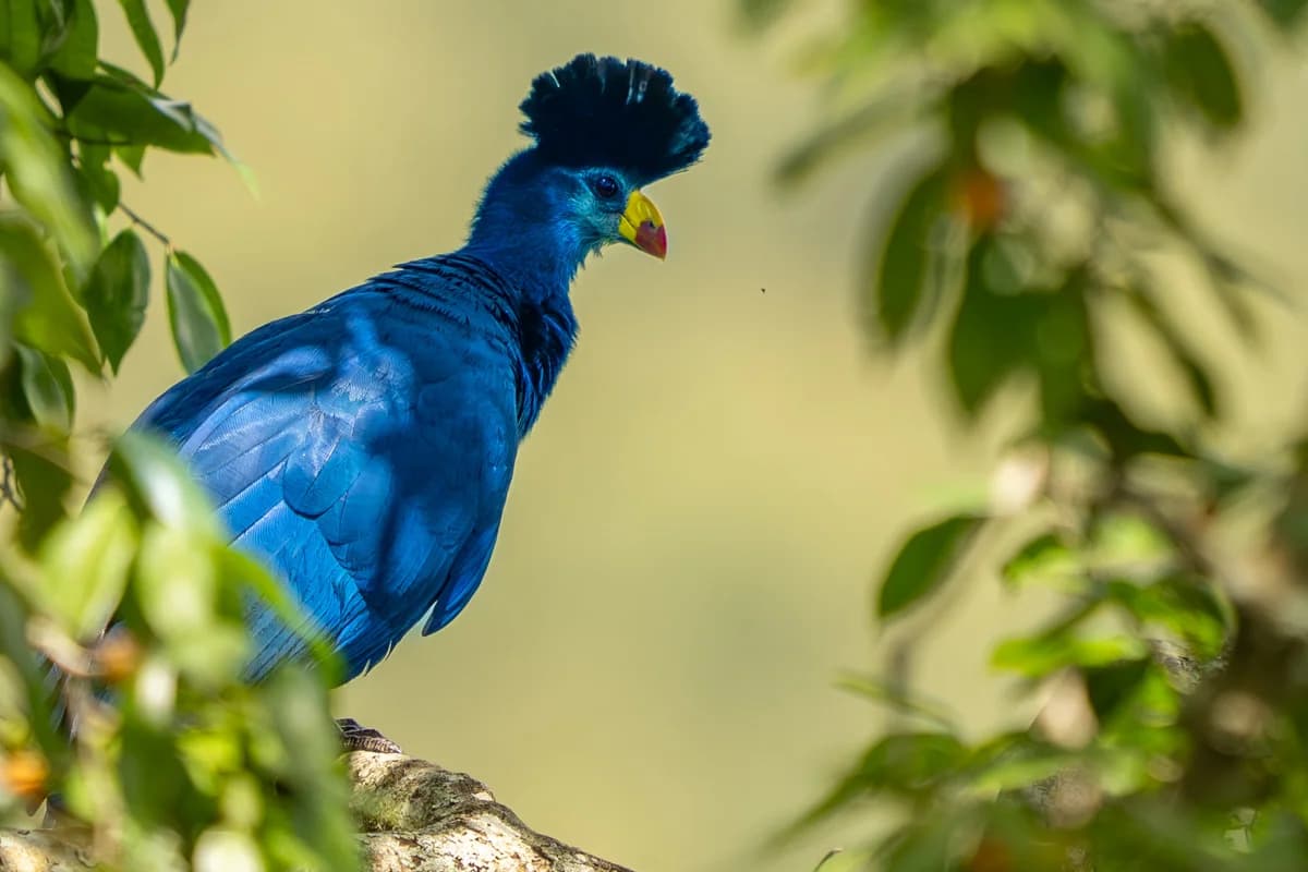 Jätteturako med lång stjärt på gren, Uganda