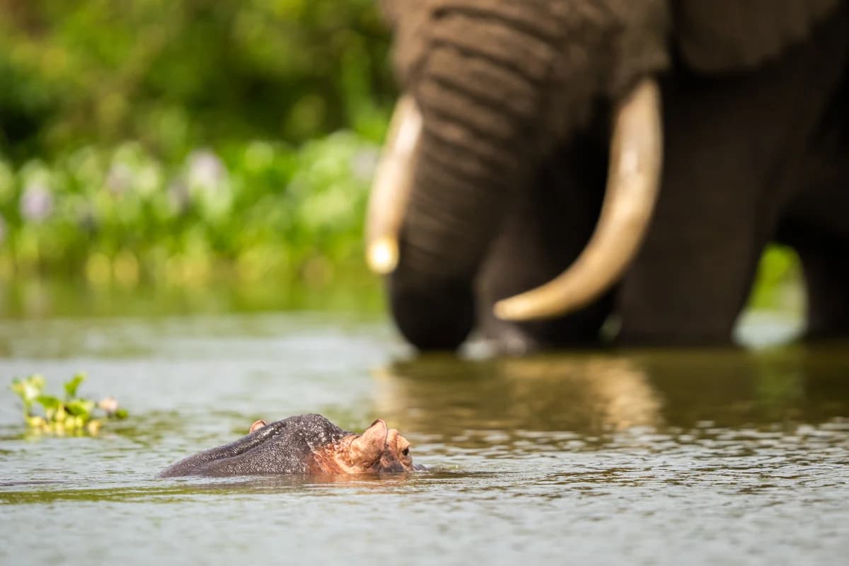 Flodhäst och elefant i Kazingakanalen, Uganda