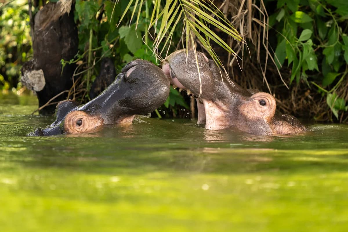 Två flodhästar i Kazingakanalen, Uganda