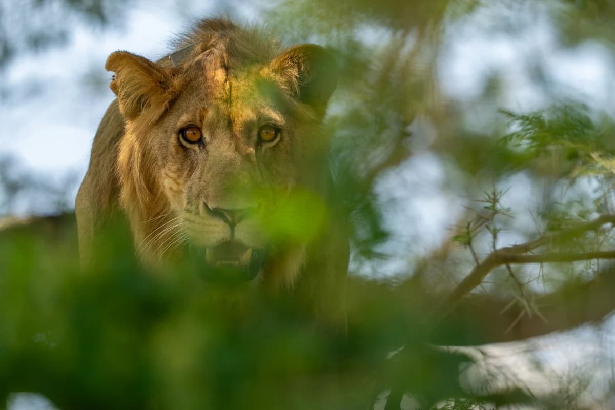 Lerindränkt buffel tittar mot kameran, Queen Elizabeth National Park