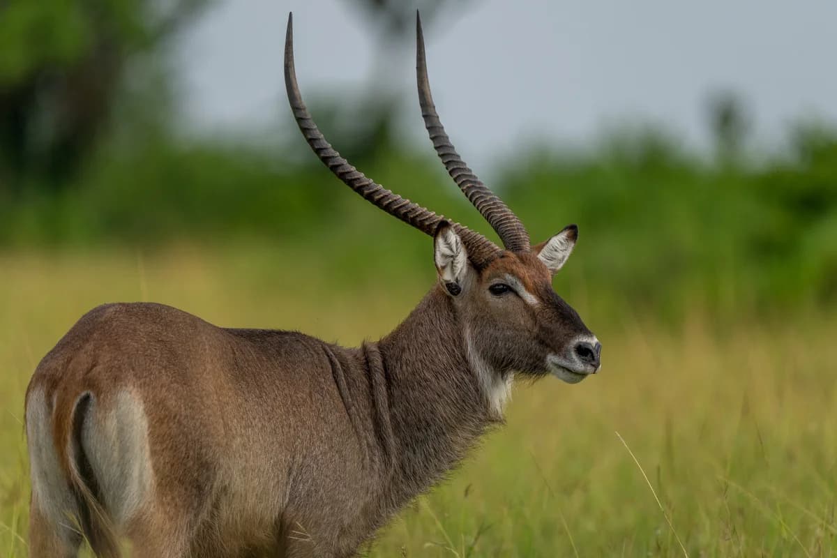 Uganda kob i gyllene savannljus, Queen Elizabeth National Park