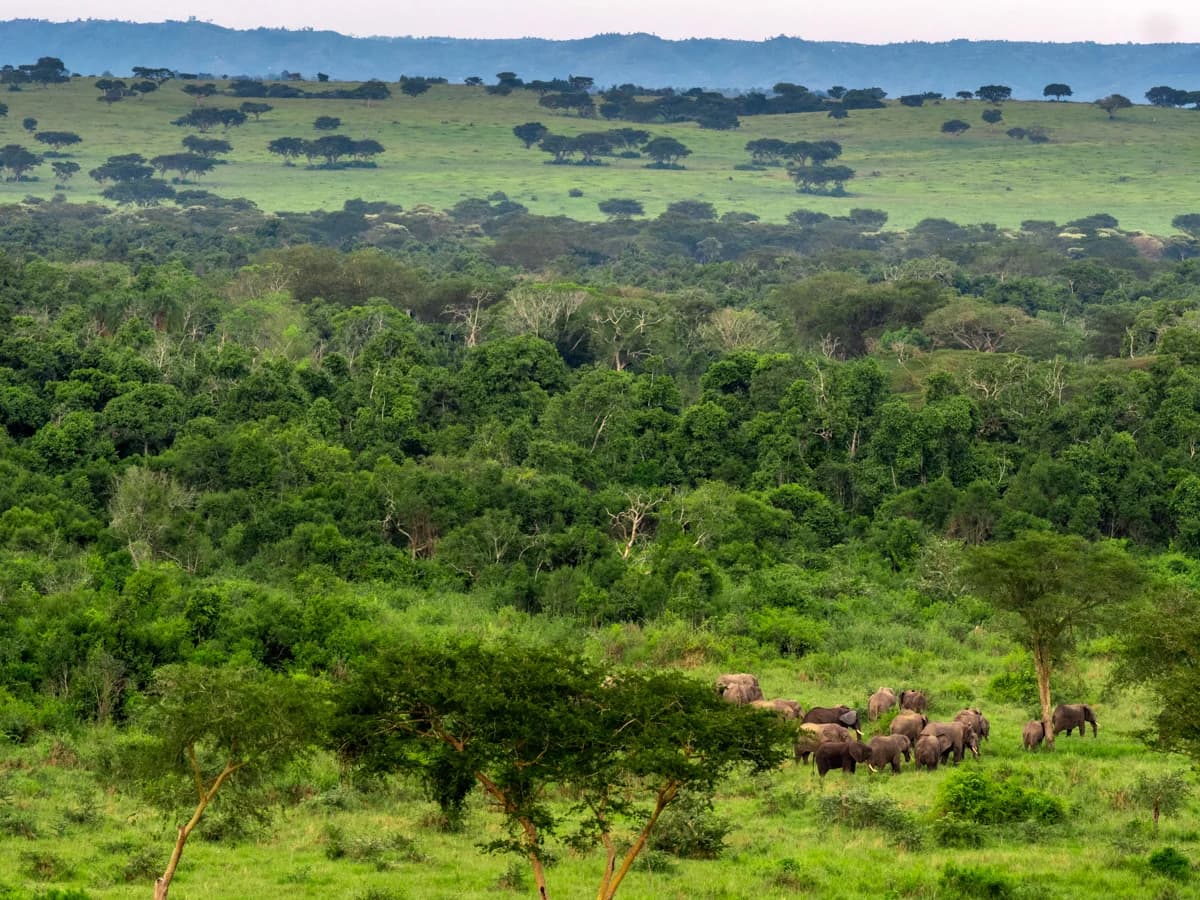 Ung hane lejon tittar fram genom buskar, Uganda
