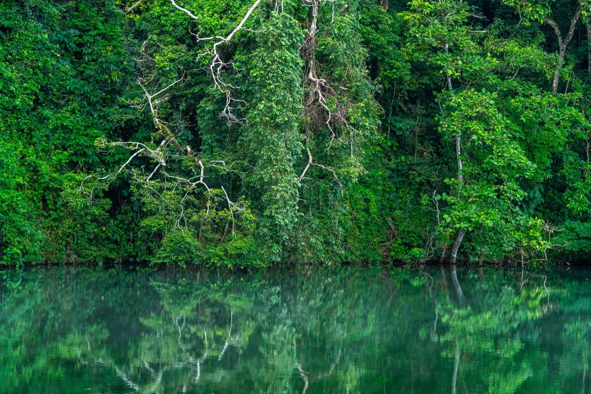 Regnskog speglas i stilla vatten, Uganda