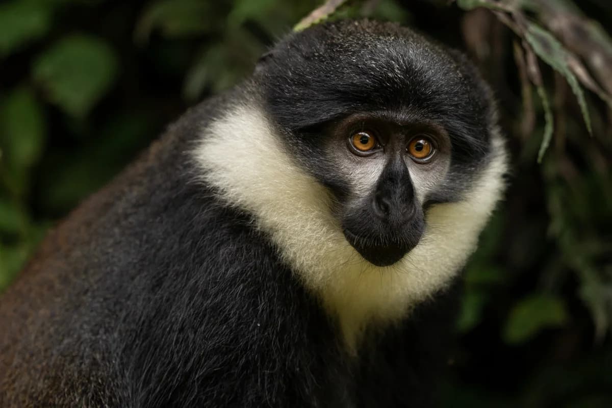 Elefanter i grönt landskap med savann i bakgrunden, Uganda