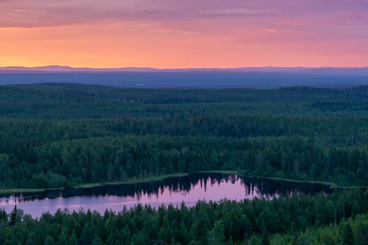 Taigaskog och sjö i rosa solnedgångsljus