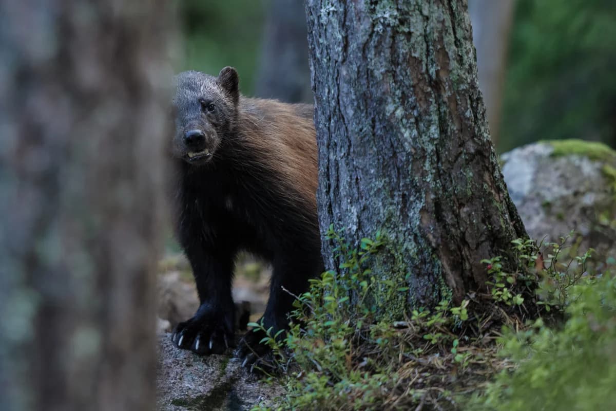 Björn vid gömsle i finsk natur