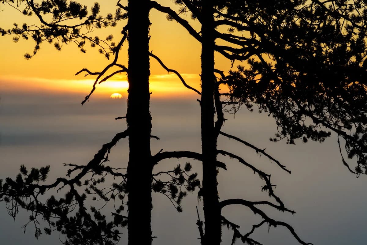 Järv i skog vid gömsle