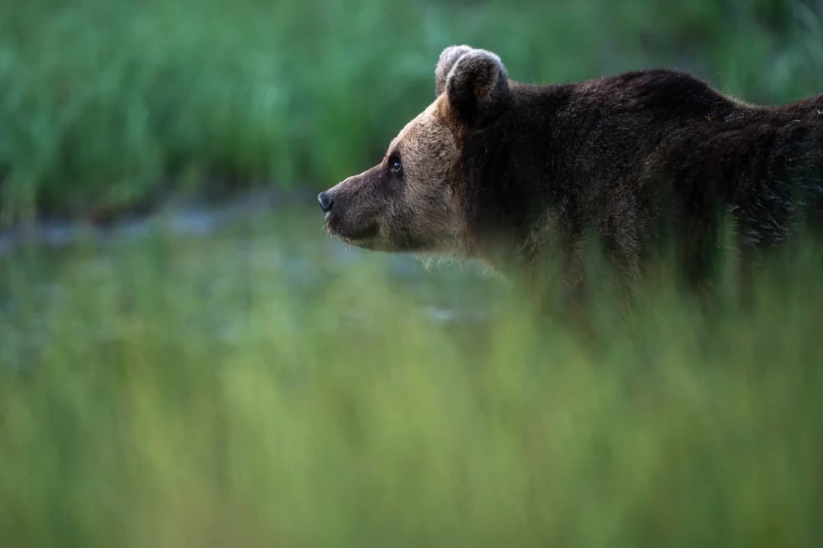 Björn vid skogstjärn