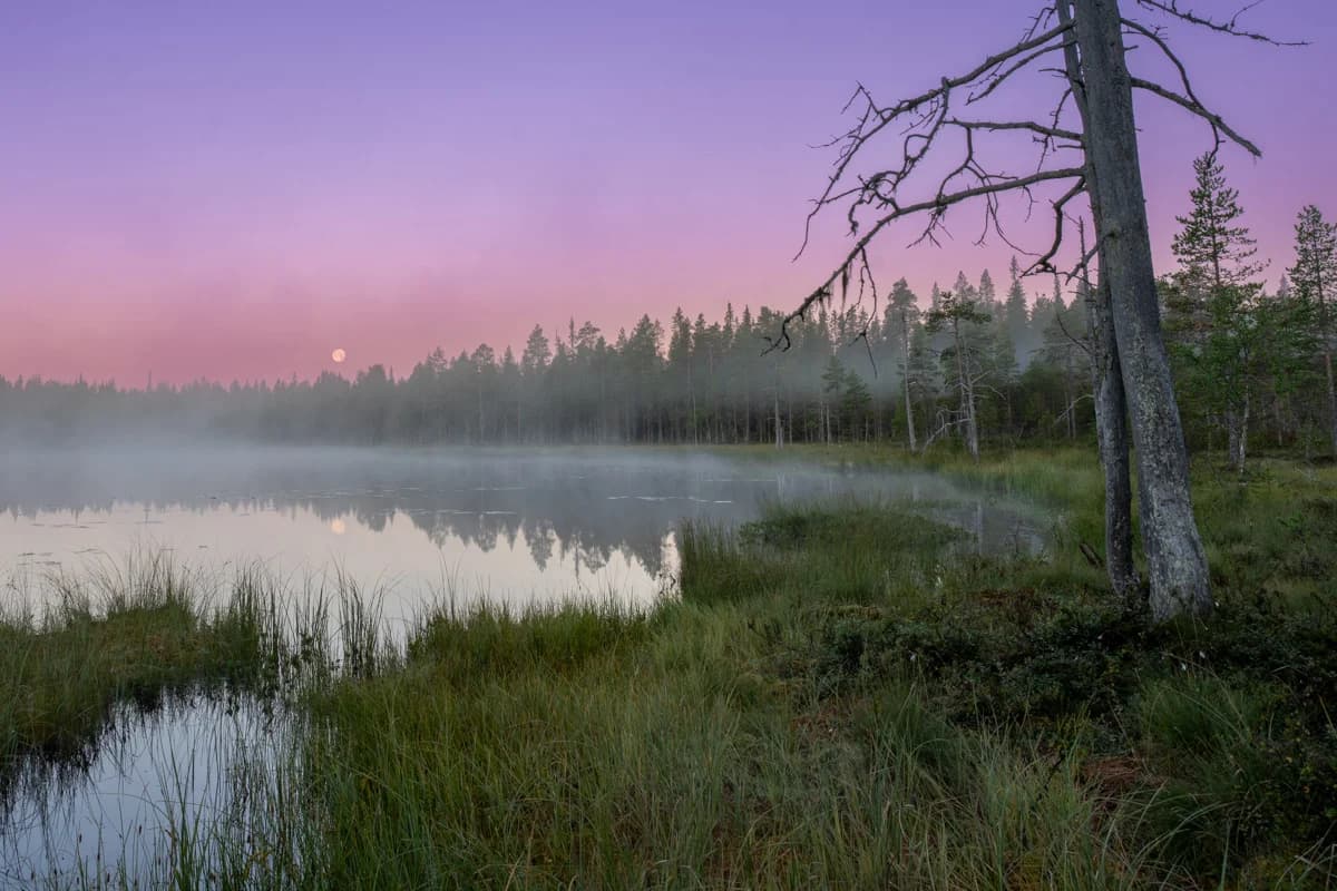Havsörn på gren i finsk skog