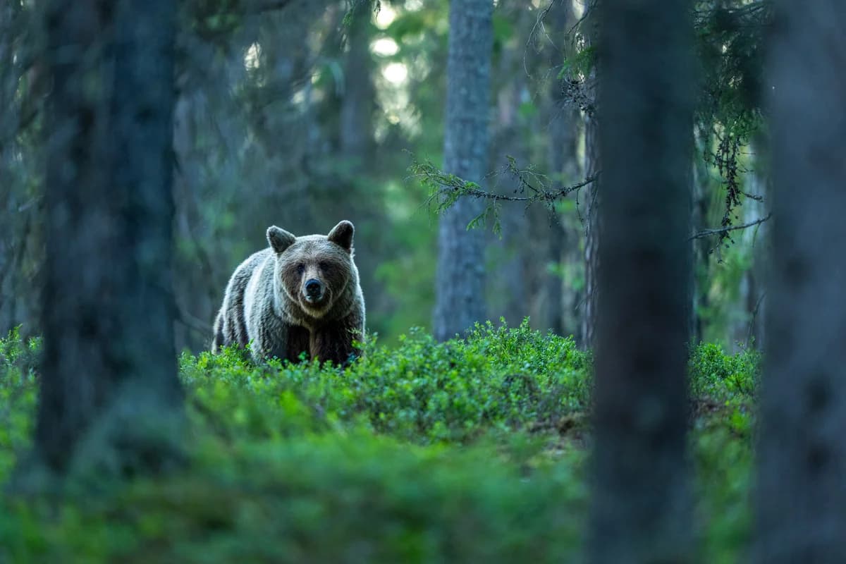 Björn i den täta finska taigaskogen