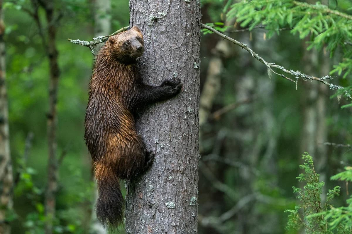 Järv som klättrar på en trädstam i skogen