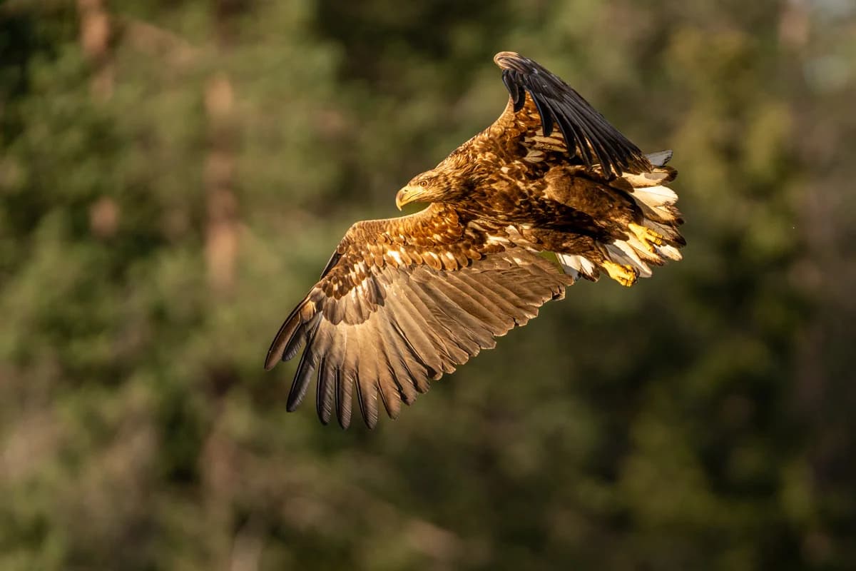 Havsörn i flykt över den finska skogen