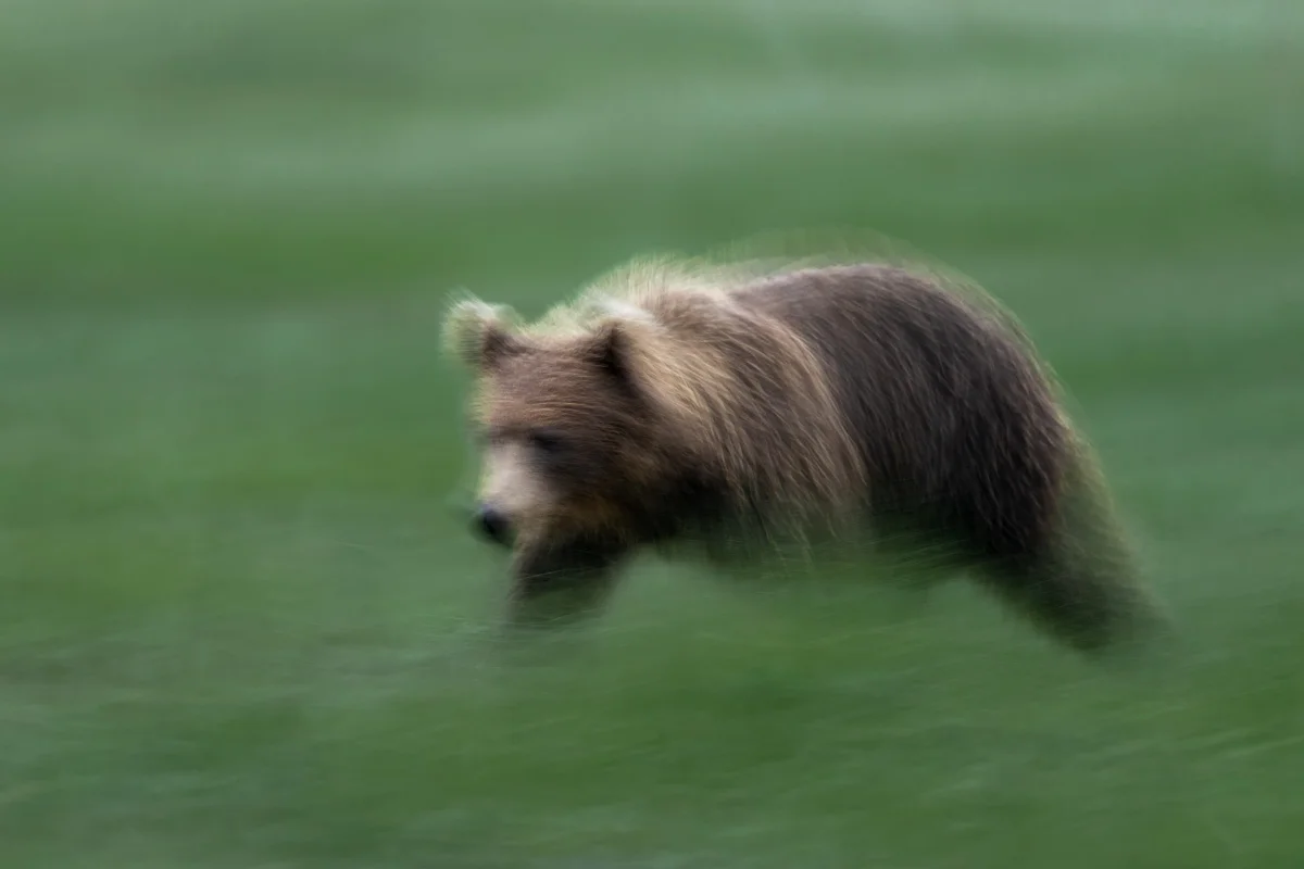 Björn fotograferad med kreativ rörelseoskärpa