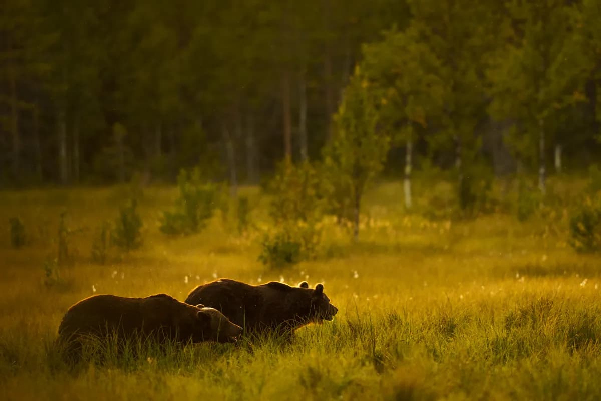 Hängbro vid Myllykoski
