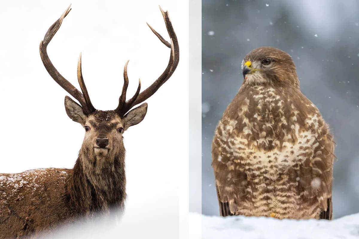Vinterfoto i Fröstad – klövvilt & rovfåglar