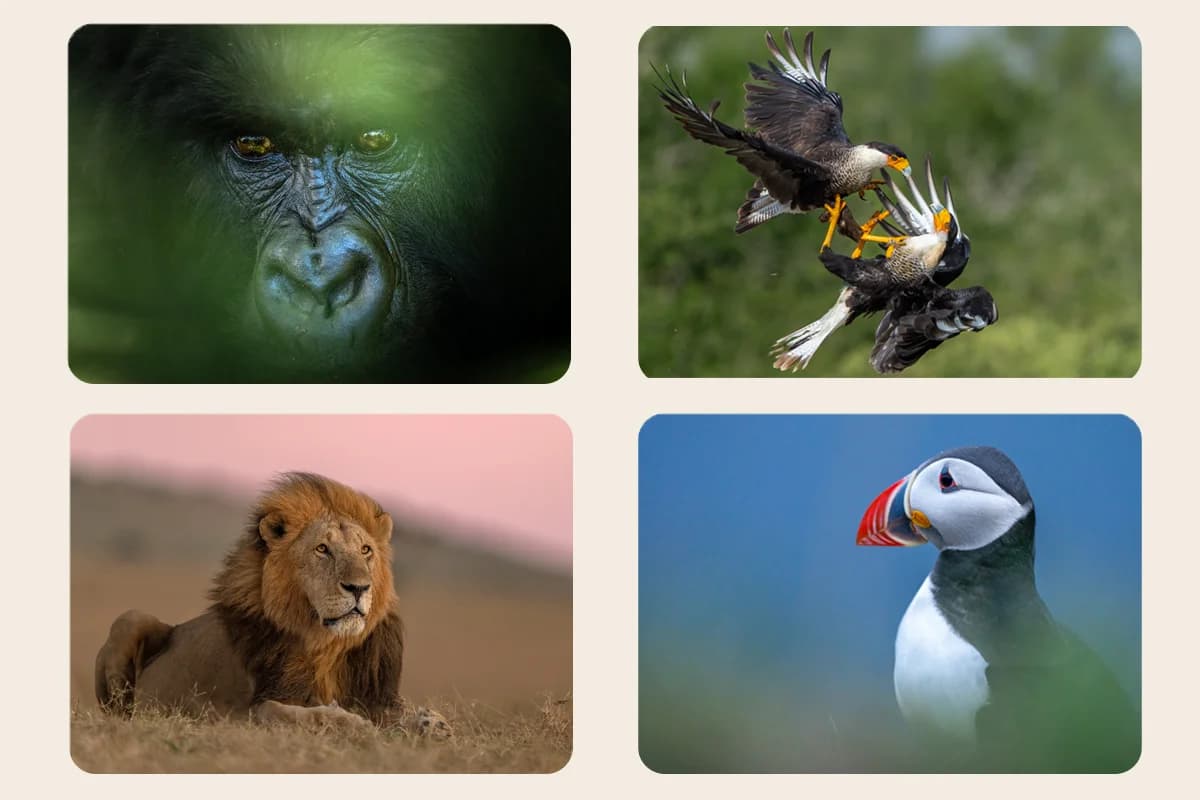 Fotoresor och workshops med Fröstad Naturfoto