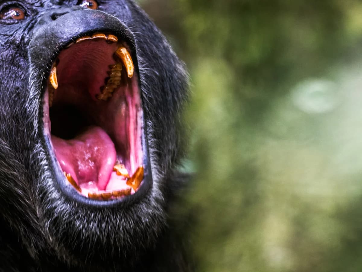 Berggorilla i regnskog — nära möte med vilt på en fotoresa med Fröstad Naturfoto