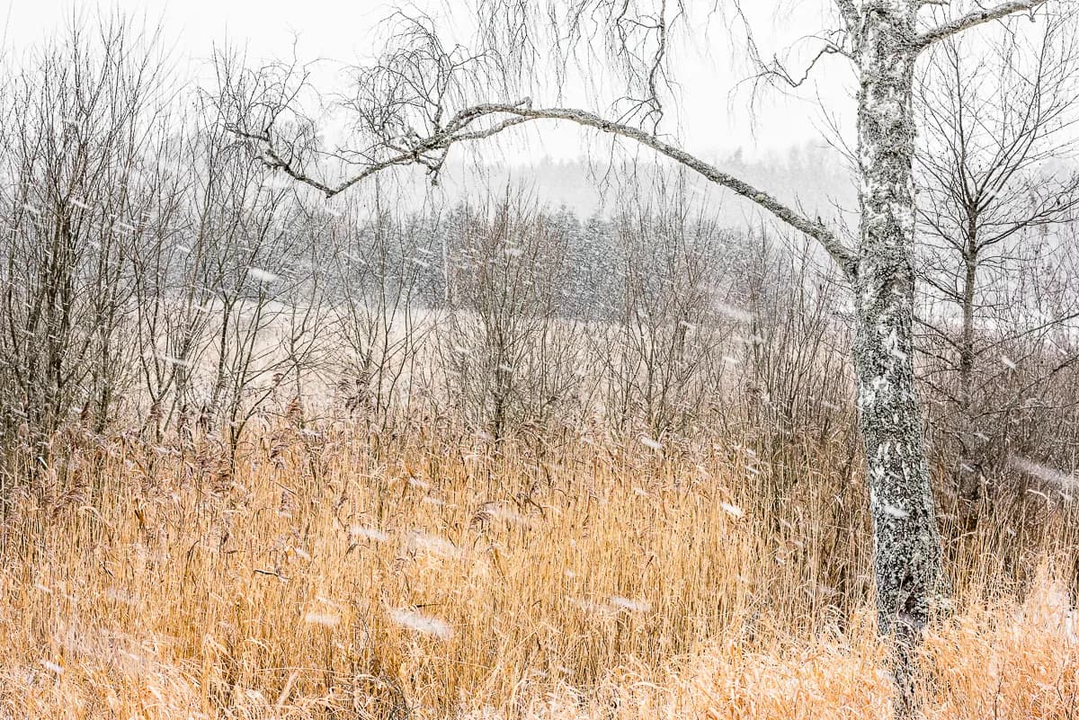 6 stycken vårtecken som du kan fotografera redan idag!