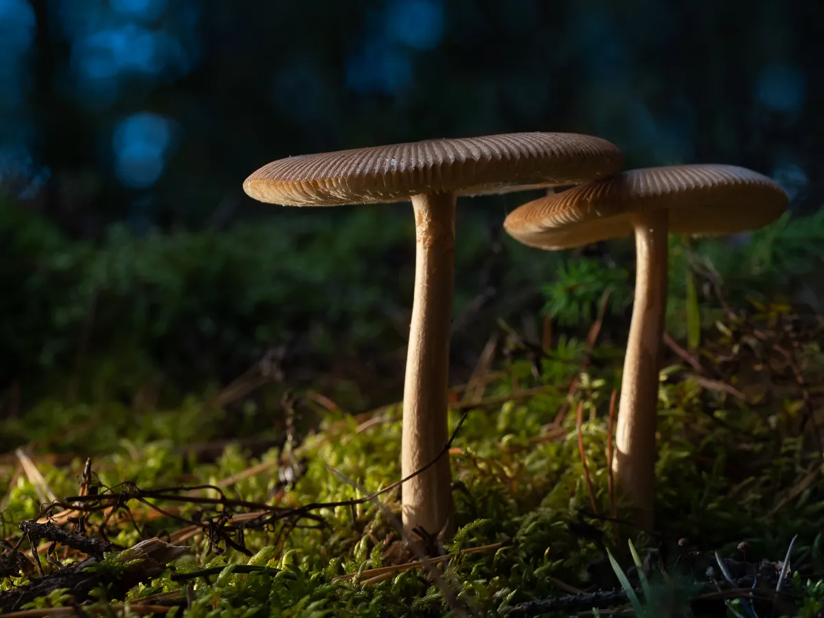 Fotografera med blixt i naturen!
