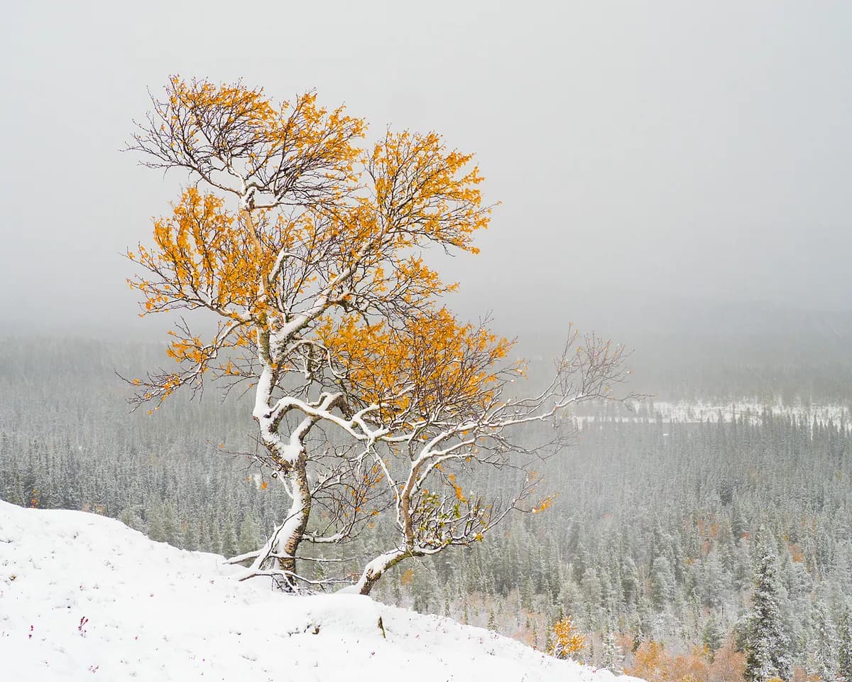 Fruset ögonblick i Fulufjället – Fredriks fantastiska bild