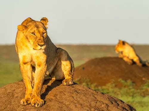 Ny omröstning visar de djur naturfotografer drömmer om att fotografera.