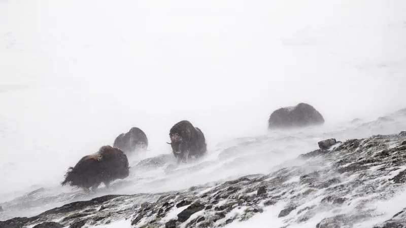 En sagolik upplevelse med myskoxarna i Dovrefjell.