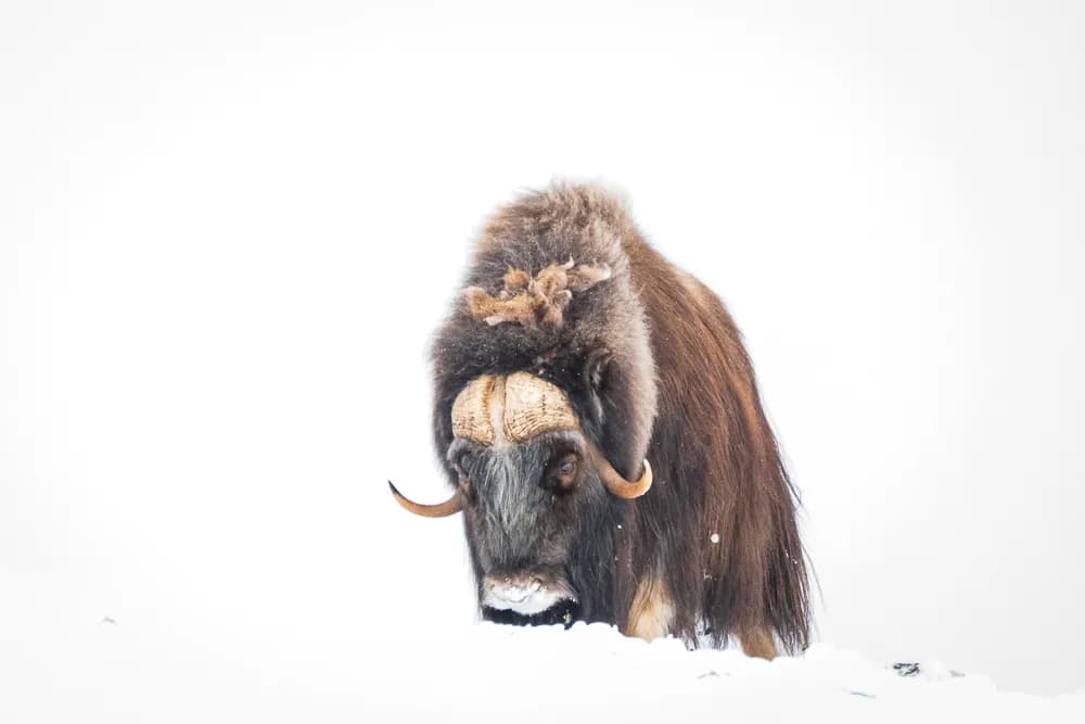 Fotoresa till Dovrefjell för att leta efter myskoxe.