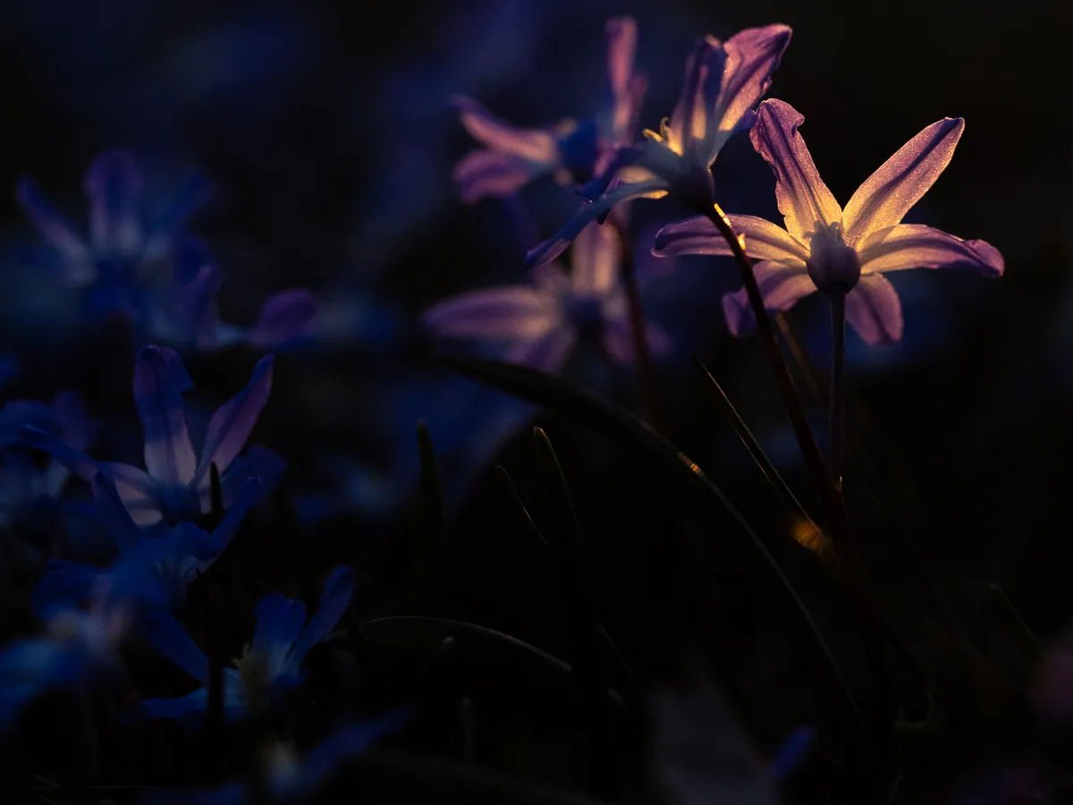 Makrotiden är nu. Hur du skapar fantastiska bilder på blommor.
