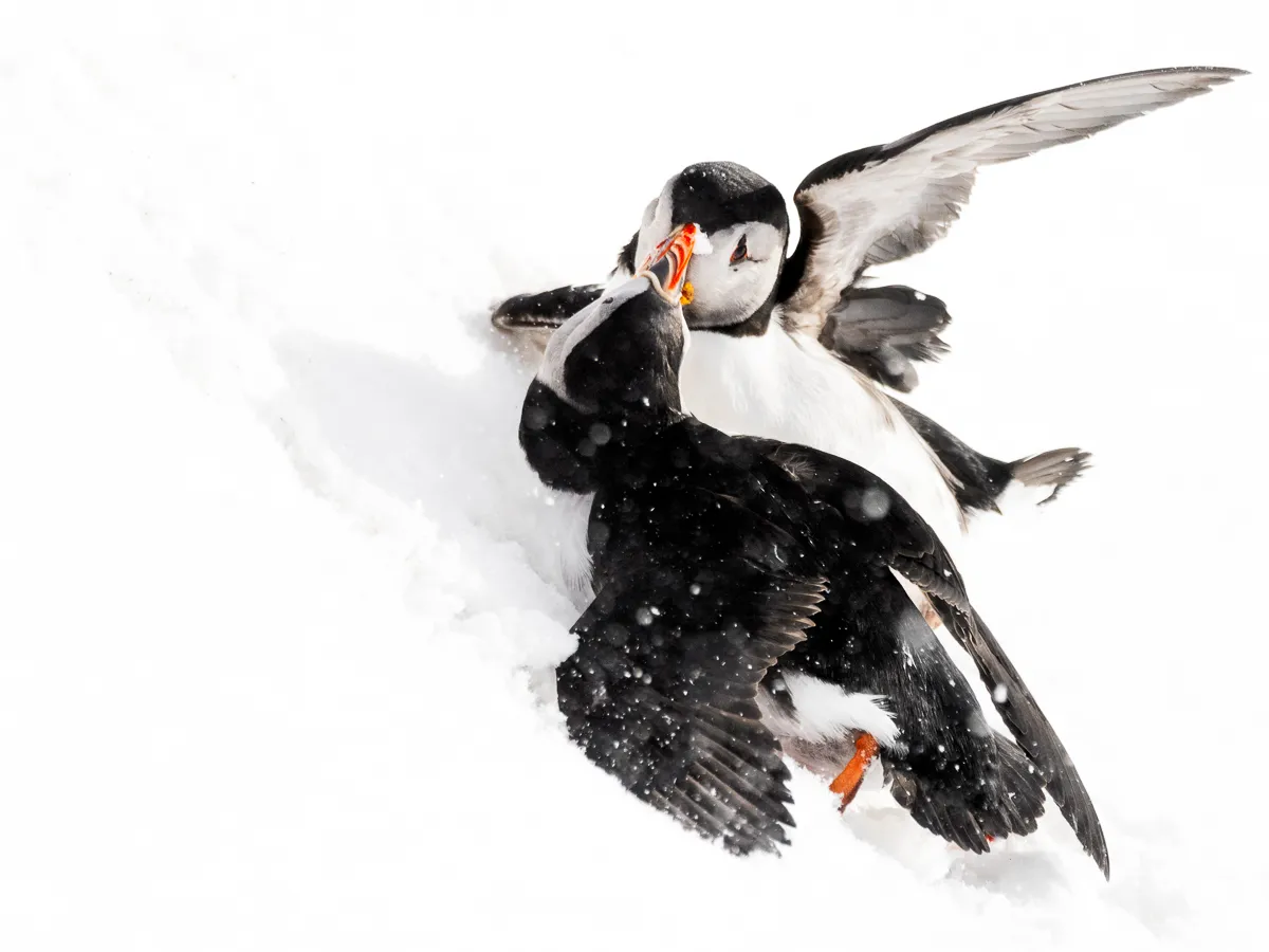 Allt om Varanger, arktiska fåglar.