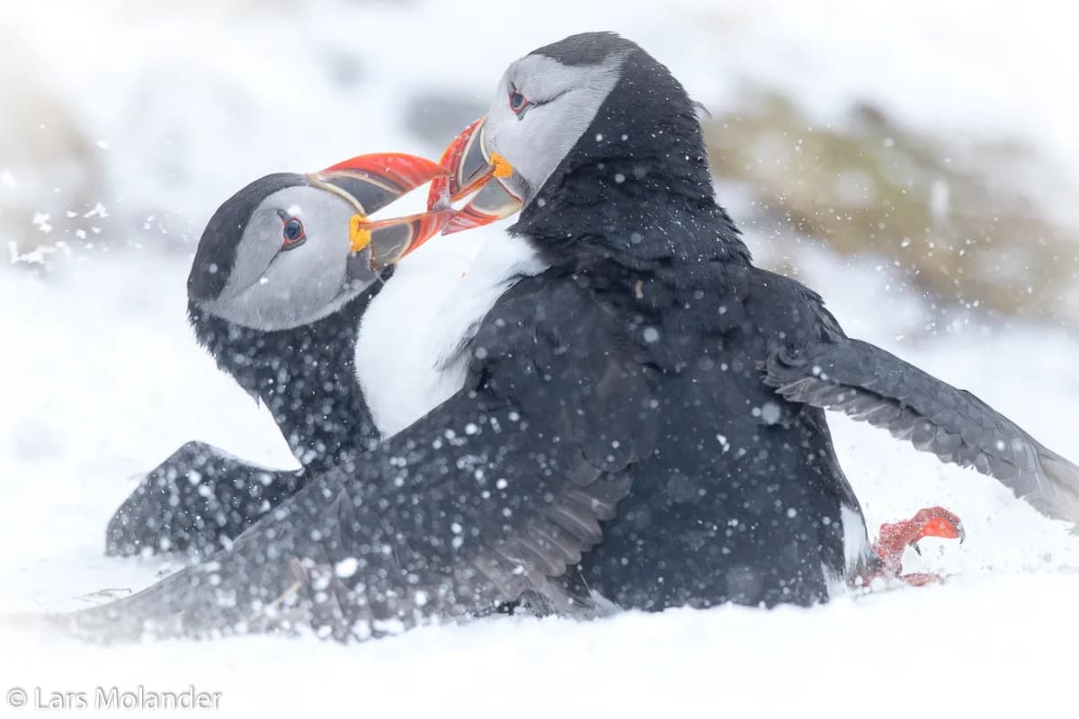 Kolla in de här bilderna från Arktiska Varanger i Nordnorge.