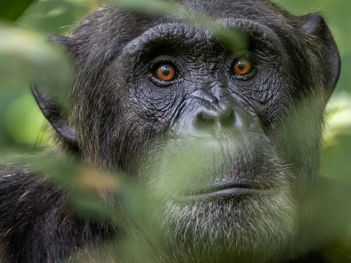 World Chimpanzee Day 2019