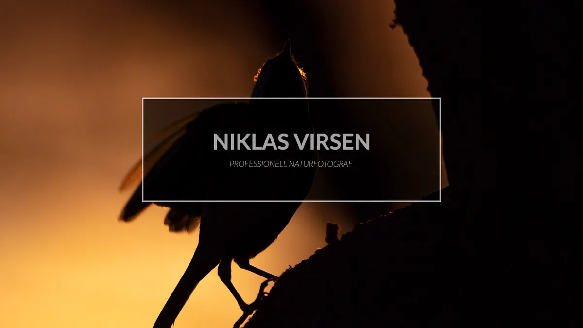 Jag anordnar en fågelplats för fotografering.