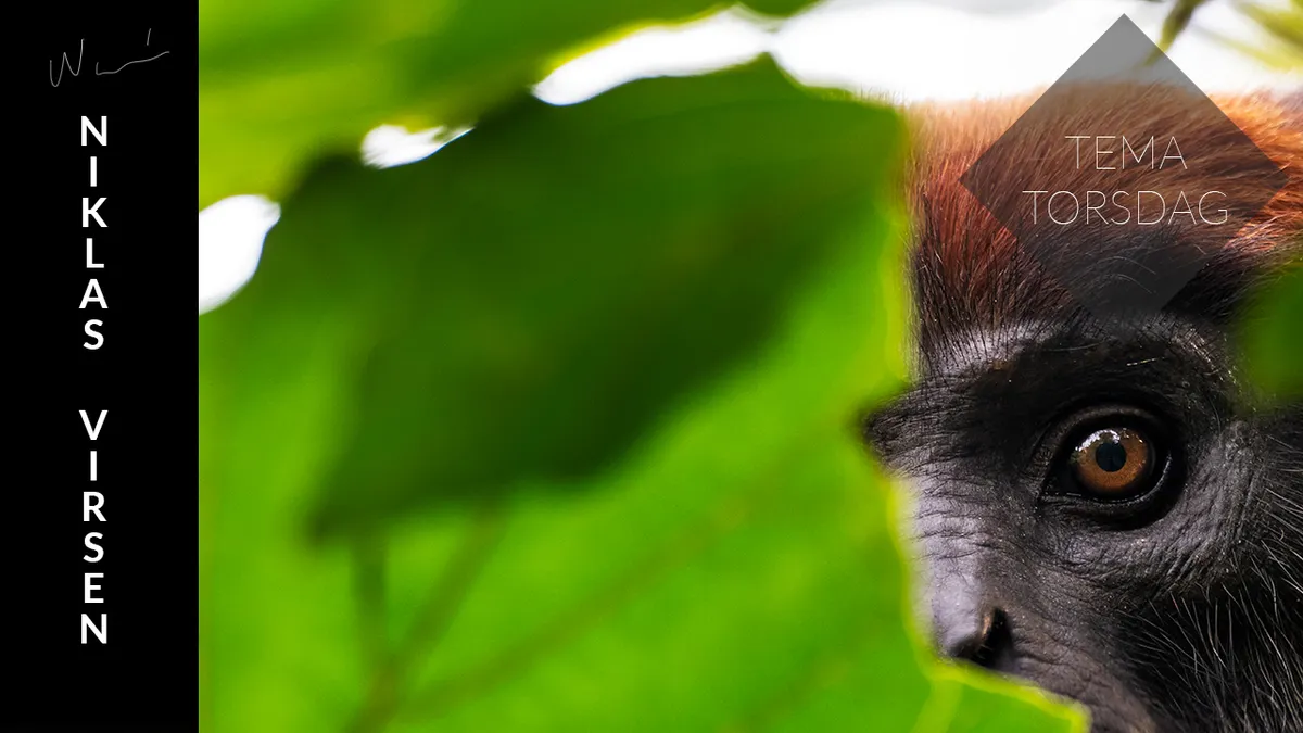 Tålamod är viktigt för en naturfotograf.
