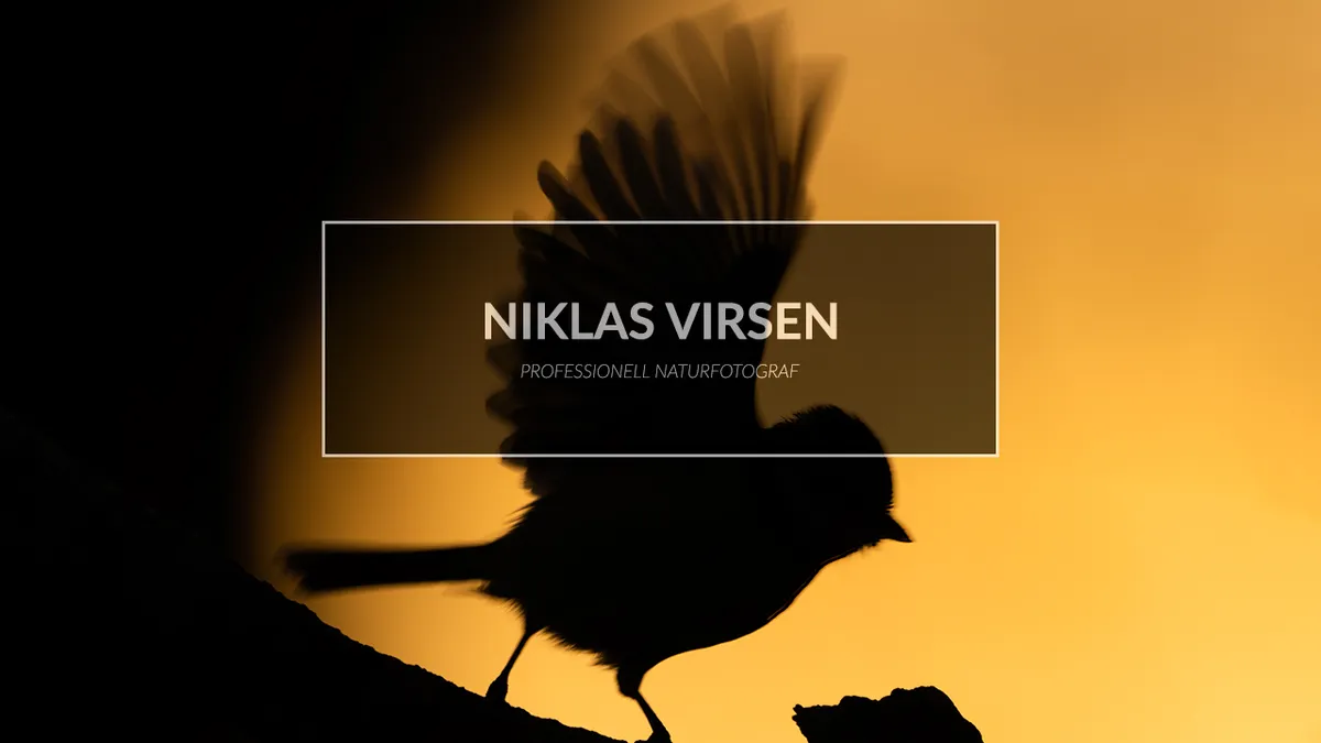 Fotograferar småfåglar vid matplatsen.