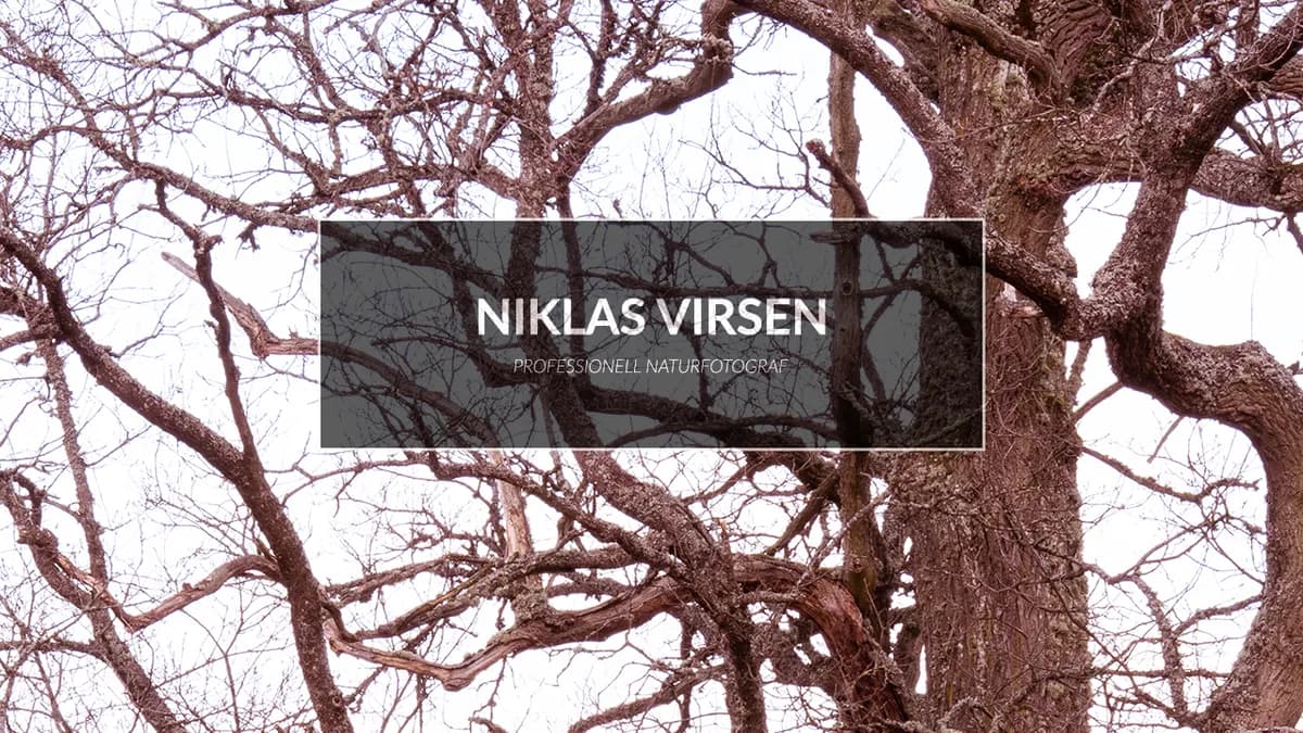 Fotograferar ekar med delad toning.