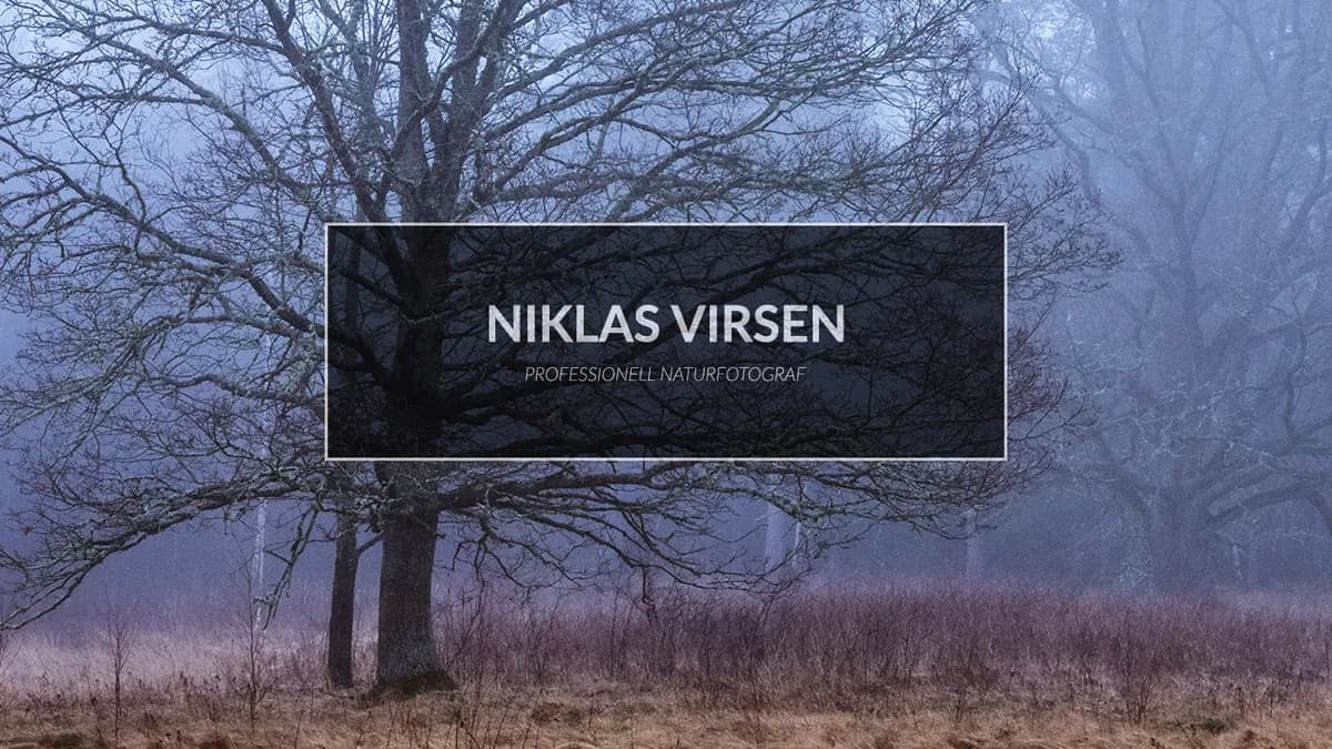 Eken & morgondimma – Om vitbalans & olika perspektiv i naturfotografering.